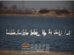 焦作“母親河”迎來白天鵝 住在建業(yè)迎賓府天天去看